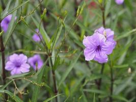 waterkanon, watrakanu, minnieroot, iron root, fieberroot, popping pod, cracker plant, trai no, toi ting acanthaceae, britton wild, mexican bluebell, petunia violette blume, die im garten blüht foto