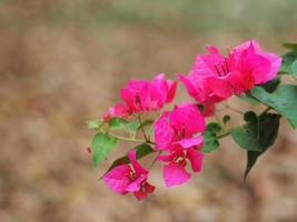 Magnoliophyta wissenschaftlicher Name Bougainvillea Papierblume rosa Farbe auf verschwommenem Naturhintergrund foto