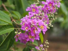 bungor, lagerstroemia floribunda jack ex blume violetter blumenbaum im gartennaturhintergrund foto