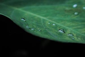 abgerundete Wassertropfen auf Taro-Blättern foto