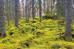 schwedischer Wald, der bis zum Sommer mit hellgrünem Moos bedeckt ist foto