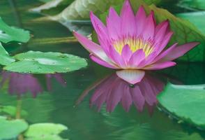 Pink Lotus und Gelb fielen mit Wiederwahl auf das Wasser. Nahansicht. foto