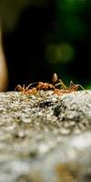 Rote Ameisen auf dem Zaun eines Hauses, fotografiert mit einem Makroobjektiv am 21. Mai 2022 foto