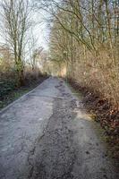 leere schmale landstraße, umgeben von hohen grünen bäumen foto