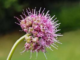 Blume des Schnittlauchs Allium schoenoprasum foto