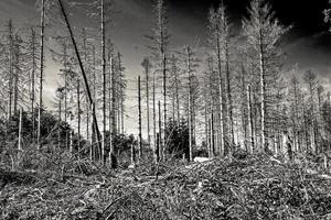 Graustufenaufnahme eines von Borkenkäfer und Sturm zerstörten Fichtenwaldes foto