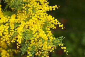 Mimosenblumen im Frühling. konzept der frühlingssaison. Symbol des 8. März, glücklicher Frauentag. selektiver Fokus. Platz kopieren. Akazie dealbata. Platz kopieren. foto