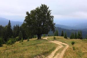 Berglandschaft im Sommer. Weg bergauf in die Ferne. Bäume auf den sanften Hügeln. Grat in der Ferne. Wolken am Himmel. schöne ländliche landschaft der karpaten. ukraine, europa foto