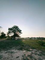 Baum im Feld foto