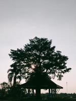 Baum im Feld foto