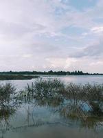 Baum und der See foto