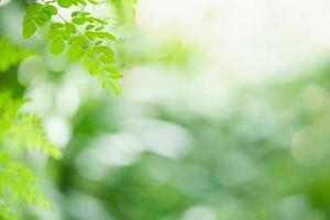 Nahaufnahme des grünen Blattes der schönen Naturansicht auf unscharfem grünem Hintergrund im Garten mit Kopienraum unter Verwendung als Hintergrundbildseitenkonzept. foto