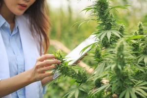 Untersuchung von Cannabisblättern durch Wissenschaftler oder Forscher, um die Ergebnisse zu dokumentieren. Heilkräuter. Drängen Sie auf die Legalisierung und medizinisches Cannabis in der Welt. foto