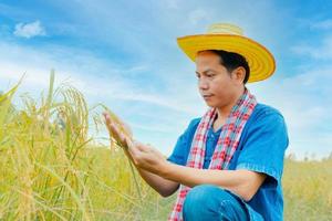 asiatische Bauern in Roben und Hüten sind in einem Feld von goldenen Reisfeldern. foto
