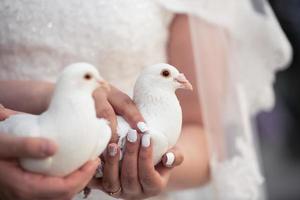 das hochzeitspaar hält weiße tauben in den händen. Braut und Bräutigam. foto