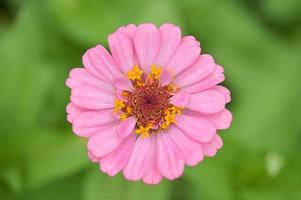 Zinniablumen, tropische Blumen, bunte Blumen, Nahaufnahmeblumen. foto