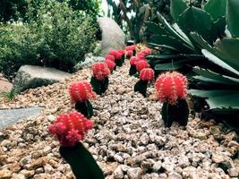 Chloroformfreier roter Kaktus auf einem dicken grünen Stamm Gymnocalycium mihanovichii foto