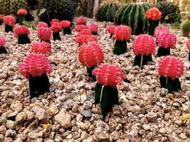 Chloroformfreier roter Kaktus auf einem dicken grünen Stamm Gymnocalycium mihanovichii foto