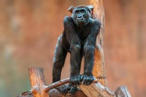 junger Gorilla steht auf einem Baum und starrt foto
