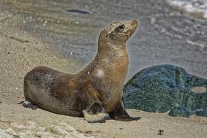 einzelner seelöwe, der auf den felsen aufwirft foto