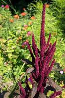 Amaranthus Cruentus blüht in einem Garten in Rumänien foto