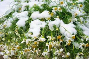 natürlicher Hintergrund mit Kamillenblüten unter dem Schnee foto