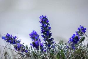 viper's bugloss wächst am Rand der Klippe in der Nähe von Beachy Head foto