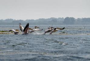 Große weiße Pelikane, die über das Donaudelta fliegen foto