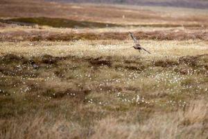 eurasischer brachvogel, der über moorland fliegt foto