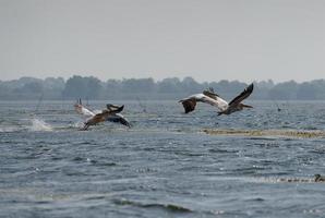 Große weiße Pelikane, die über das Donaudelta fliegen foto