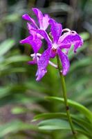 Orchidee im Botanischen Garten von Singapur foto