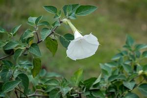 convolvulus blüht im donaudelta foto