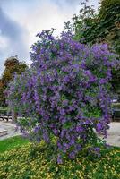 solano buschblüte ist wolfgang foto