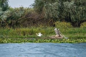 Silberreiher und Graureiher im Donaudelta, Rumänien foto