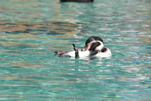 Humboldt-Pinguin, der auf seinem Rücken schwimmt foto