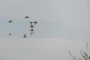 Große weiße Pelikane, die über das Donaudelta fliegen foto