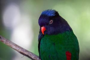 Regenbogen Lorikeet Porträt foto