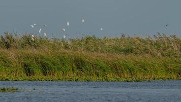 Große weiße Pelikane, die über das Donaudelta fliegen foto