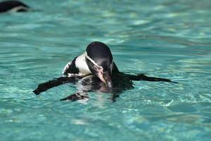 Humboldt-Pinguin, der auf seinem Rücken schwimmt foto