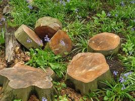 Garten und Küste in der Nähe von Newcastle in England foto