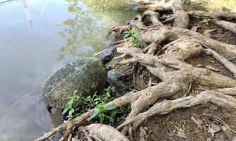 kleine kleine Schildkröte lebt in einem Teich im Park. foto