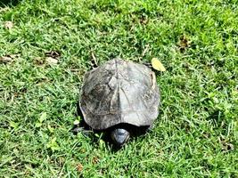 kleine Schildkröte auf dem Rasen im Park foto
