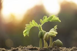 wachsende pflanze, junge pflanze im morgenlicht auf bodenhintergrund, neues lebenskonzept. kleine pflanzen auf dem boden im frühling. frisch, samen, foto frisch und landwirtschaftliche konzeptidee.