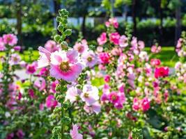 bunte Blumen und am Morgen foto