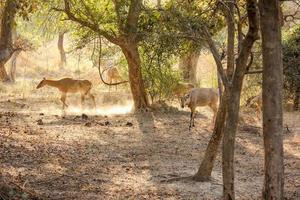 eine indische antilope alias nilgal, die in den wilden wäldern des bharatpur-heiligtums in rajasthan, indien, umherstreift. foto