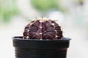 Nahaufnahme schöner Gymnocalycium-Kaktus foto