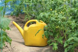 Gießen junger Tomatensämlinge in einem Gewächshaus mit einer Gießkanne, Hausgartenarbeit, Bio-Lebensmittel foto