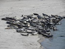 die insel helgoland foto