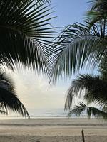 Kokospalmen am Strand Sommerblick foto