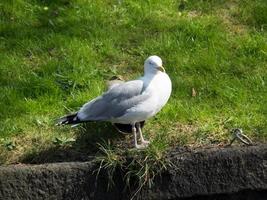 Haarlem in den Niederlanden foto